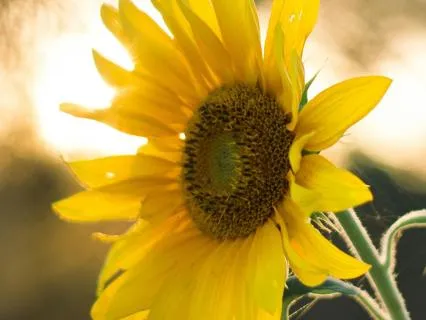 Morning Meditation: Calm Anxiety & Activate Positive Energy