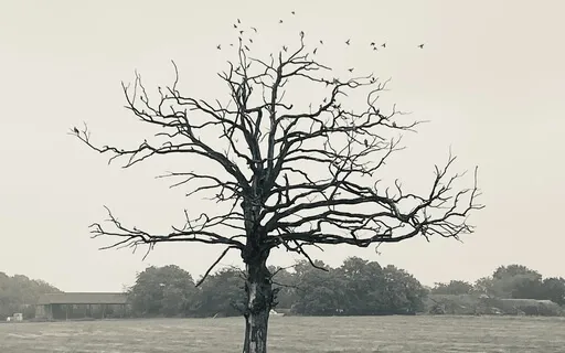 Morning Meditation: Contemplating Death 