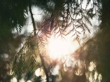 For Mornings: New Dawn Of The Mind