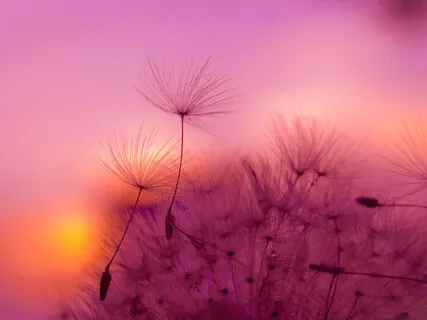 Morning Meditation Day 3: Smile From The Heart