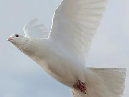 Morning Meditation: Embrace Peace, Release Worry