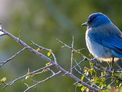 Morning Meditation: Energize And Set Your Intention No Music