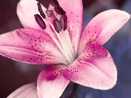 Morning Meditation: Energy Reset And Intention Setting