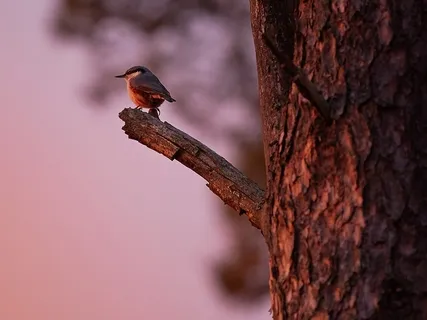 Morning Practice For A Day Of Authenticity, Connection & Gratitude