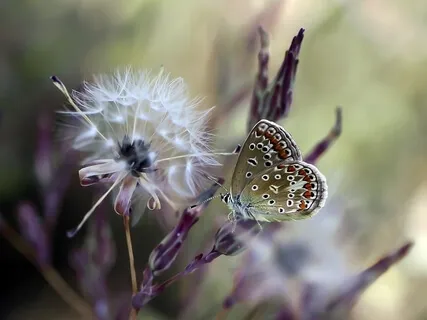 Morning Meditation  For Energy & Lifeforce Activation