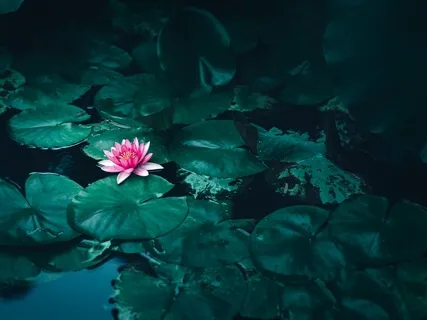 Filled With Gratitude + Theta Waves (Day 2 of 7 Happiness Series)