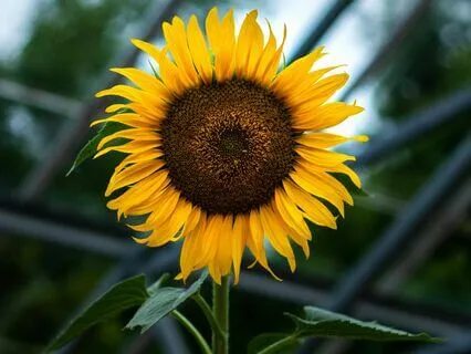 Morning Gratitude For Positive Energy