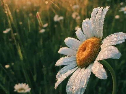 Beginners Morning Meditation For Inspiration  (20 Mins)