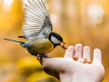 Bring Joy And Playfulness To Your Morning