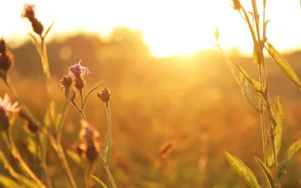 Morning Meditation For Joyful Day