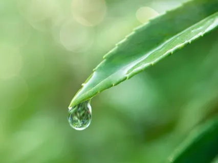 Morning Meditation for Perfect Order