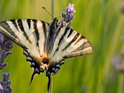 Morning Meditation For The Enlightened Mind