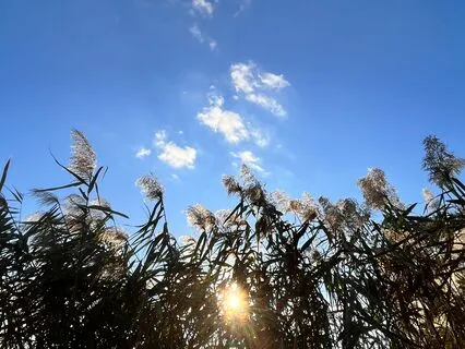 Morning Meditation For Uplifting Energy Flow