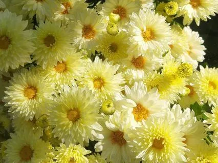 Morning Meditation: Good Morning Abundance