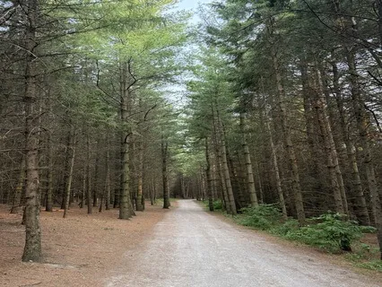 Morning Meditation: Gratitude & Alignment