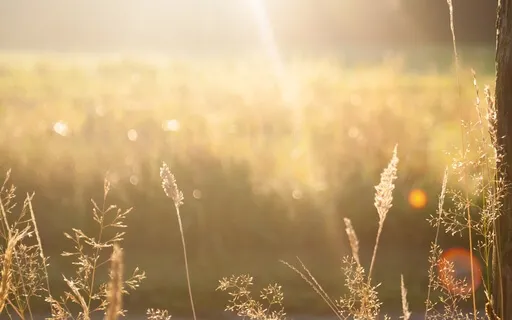 Morning Meditation - Gratitude Practice