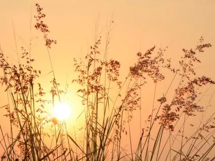 Morning Meditation I Gentle Grounding To Begin Your Day