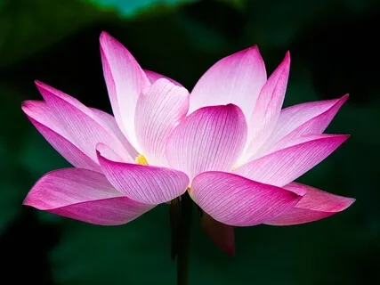 Morning Practice: In 12 Step Tradition 