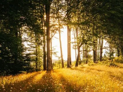 Morning Meditation In A Forest