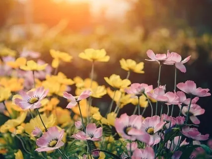 Morning Meditation In My Garden