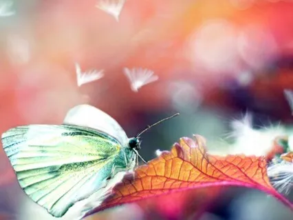 Morning Meditation Instant Lightness Of Being