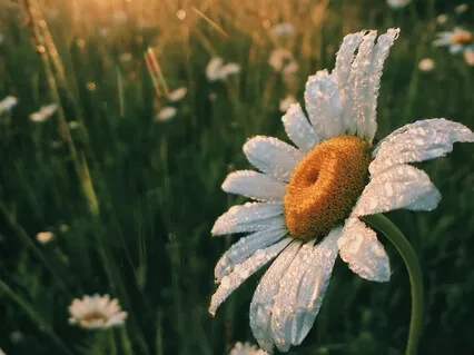 Morning Contemplation: Just Let Things Be