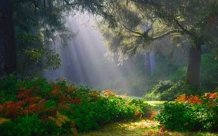 Morning Meditation - Let It Be