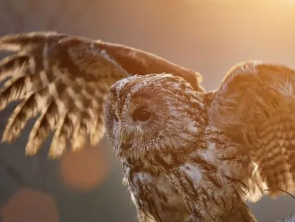 Morning Meditation: Live Your Highest Reality Today