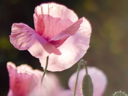 Morning Meditation: Meet Your Day With Presence And Purpose