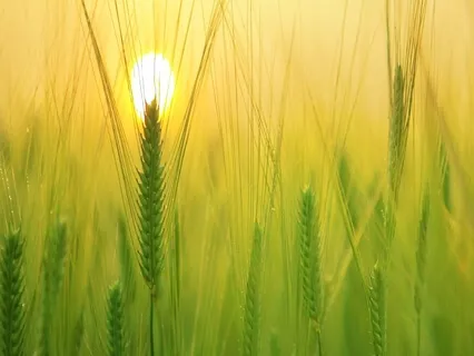 Morning Meditation - New Day Healing