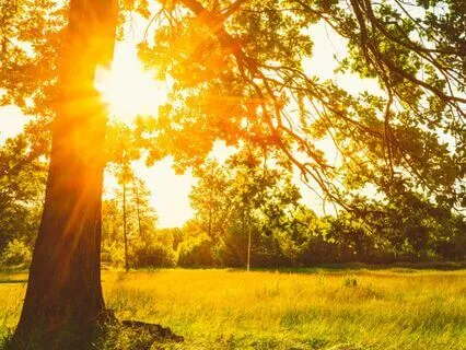 Morning Meditation: Peaceful Check In