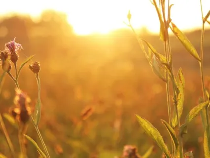 Morning Meditation Ritual