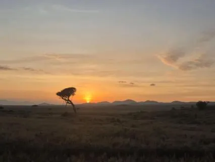 Morning Meditation - Sunrise Over The Savannah