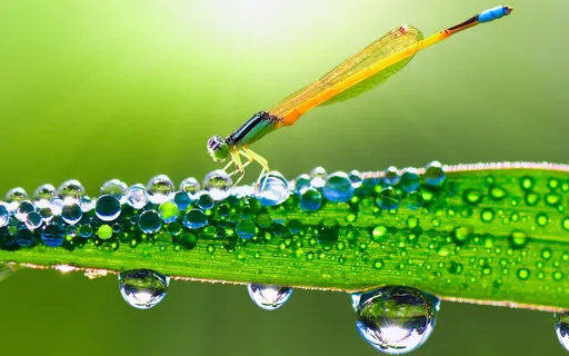 Morning Meditation - This Brand New Day