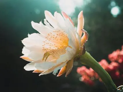 Morning Meditation To Feel Abundance: Circles Of Gratitude