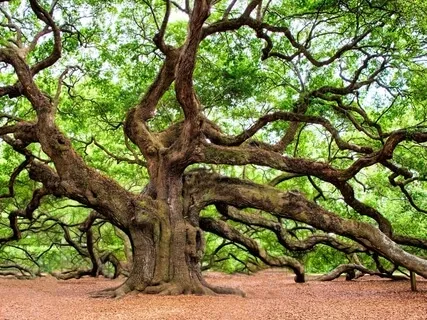 Morning Meditation To Ground, Centre & Connect 