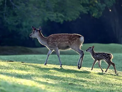 Morning Meditation To Music 