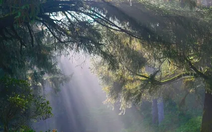 Morning Meditation To Restore & Energize