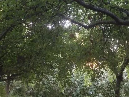 Morning Meditation To Start Your Day With Ambient Cockatoos