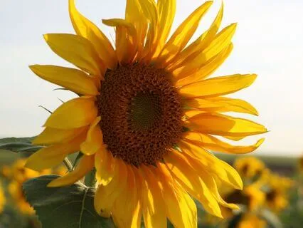 Morning Meditation To Wake Up In Alignment