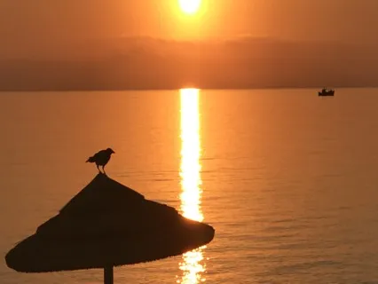 Morning Meditation - Up With The Dawn