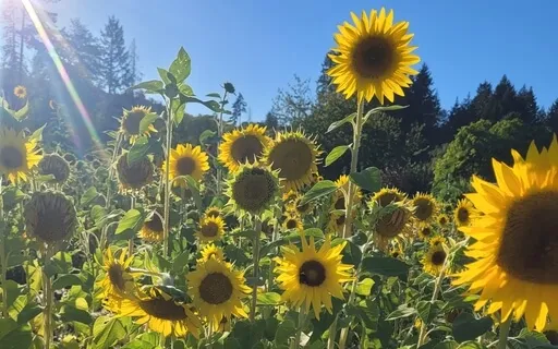 Morning Meditation - Wake Up Calm