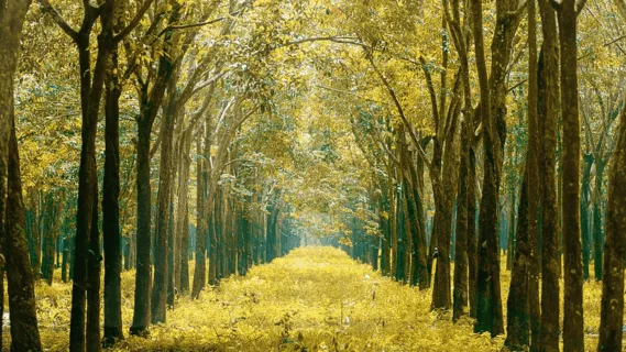 Morning Meditation With Affirmations - 20 Min Daily Insight