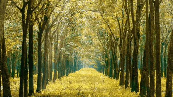 Morning Meditation With Affirmations - 5 Min Daily Insight