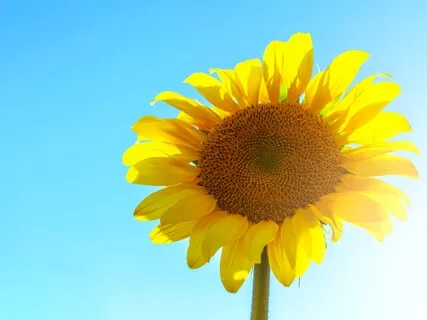 Morning Meditation With Intention Setting