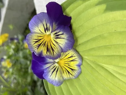 Morning Meditation With Jin Shin Jyutsu