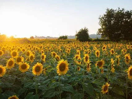Morning Meditation — With The Rising Sun