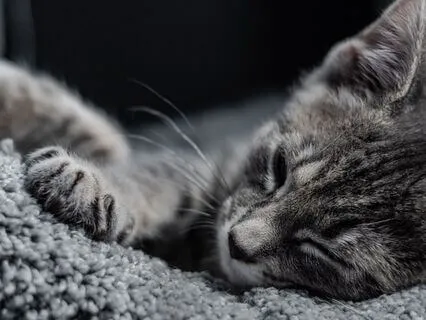 Morning Meditation With Your Pet