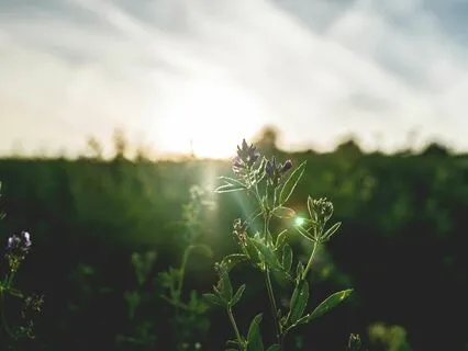 Morning Meditation (Without Music)