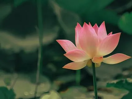 Morning Melody For Serene Tranquility